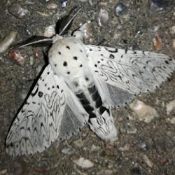 Cerura erminea Cerura erminea